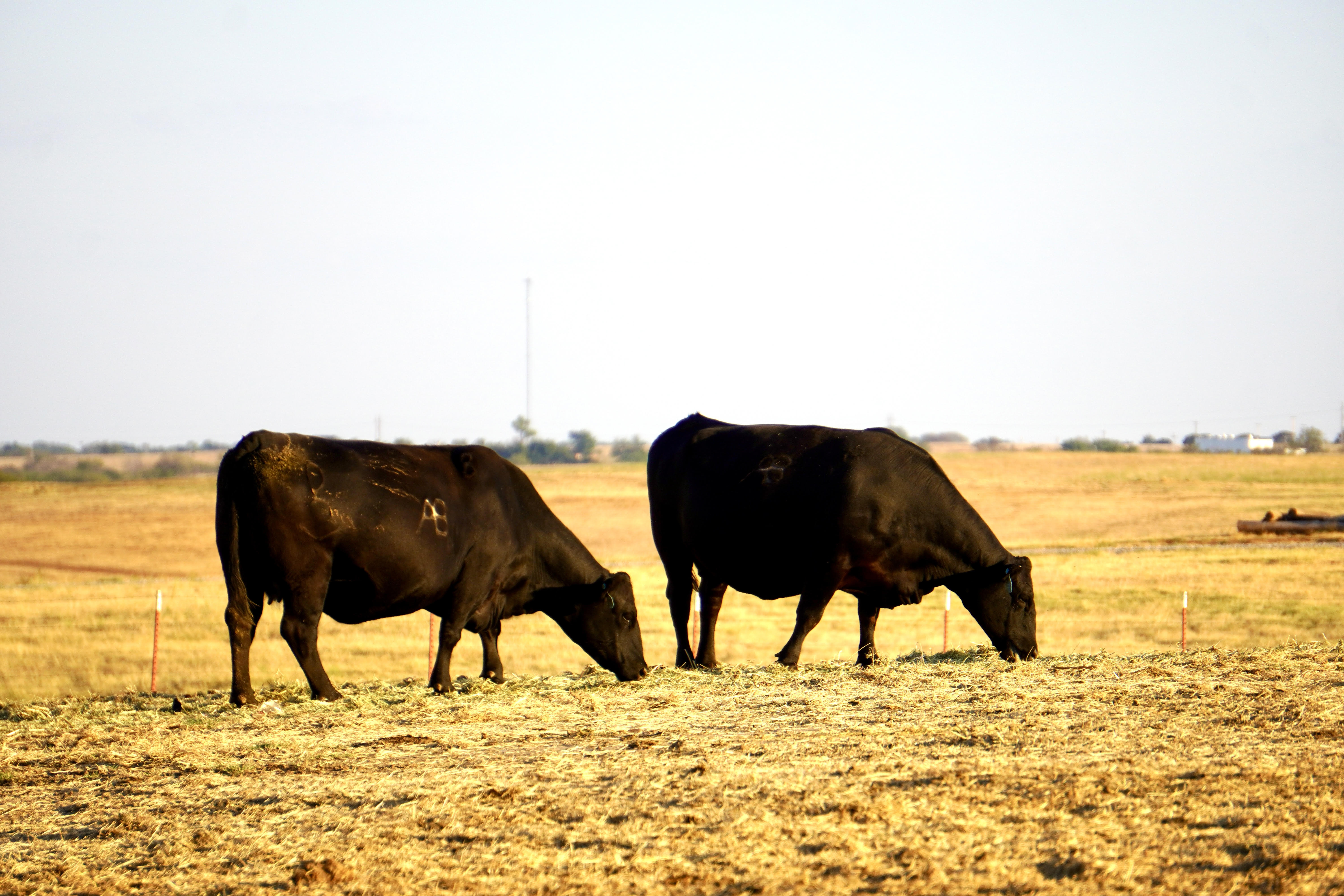 150 Head Bred recip cows